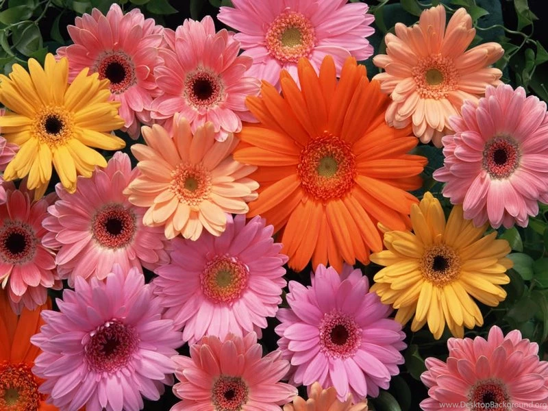 Color Colorful Flower Lonely Flower – Nature Flowers HD Desktop ...