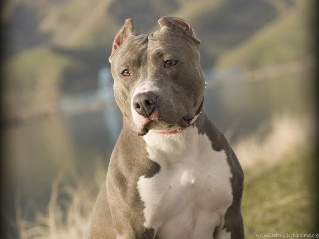 Pitbull Pack 2 Live Wallpapers Android Apps On Google Play