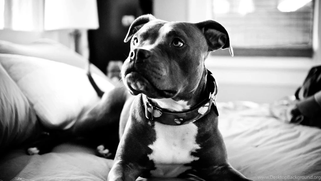 Pitbull Pack 4 Live Wallpapers Android Apps On Google Play