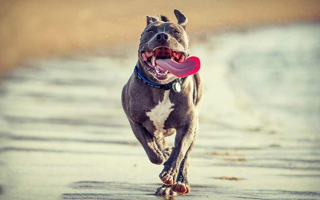 Free Pitbull Wallpapers Download