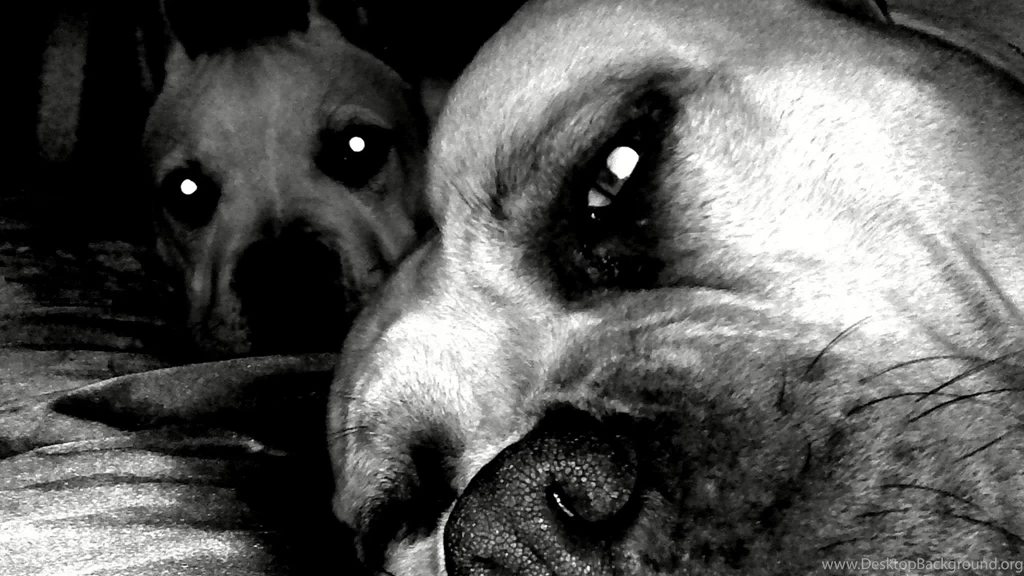 1280x800 Wallpapers Page 292: Pit Bulls Lounging Dogs Pit Bull ...