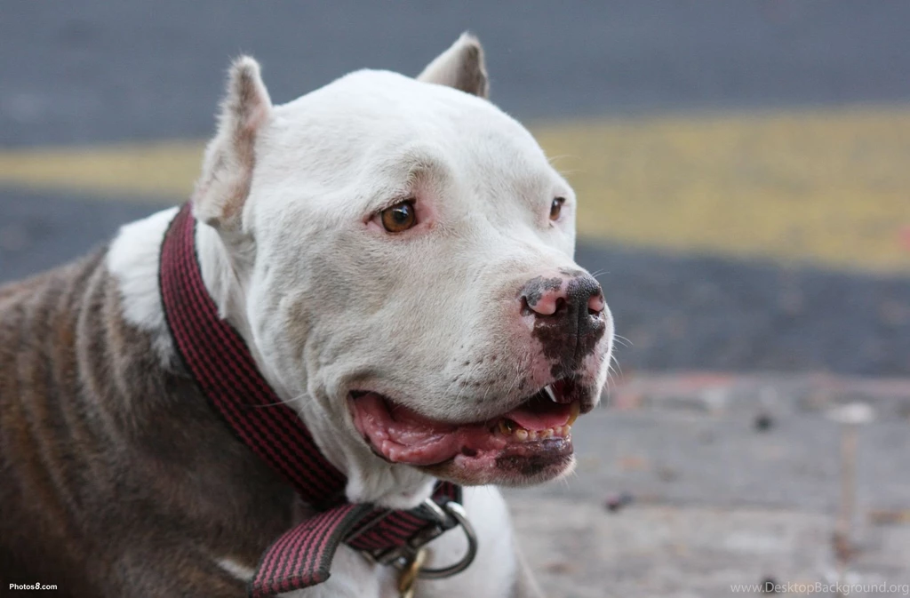 Pit Bull Education Doo N Go