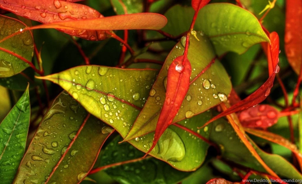 Beautiful Wallpapers For PC