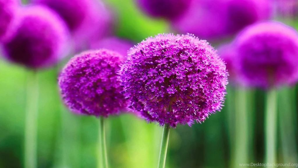 Purple Flowers Most Beautiful Wallpapers