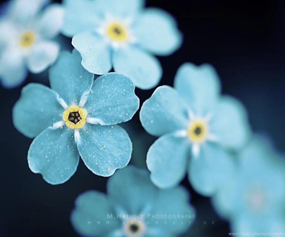 Cute Floral Backgrounds Tumblr