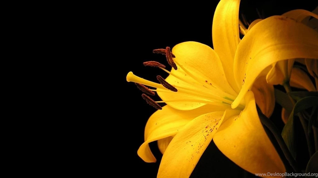 21+ Yellow Wallpapers, Backgrounds, Images