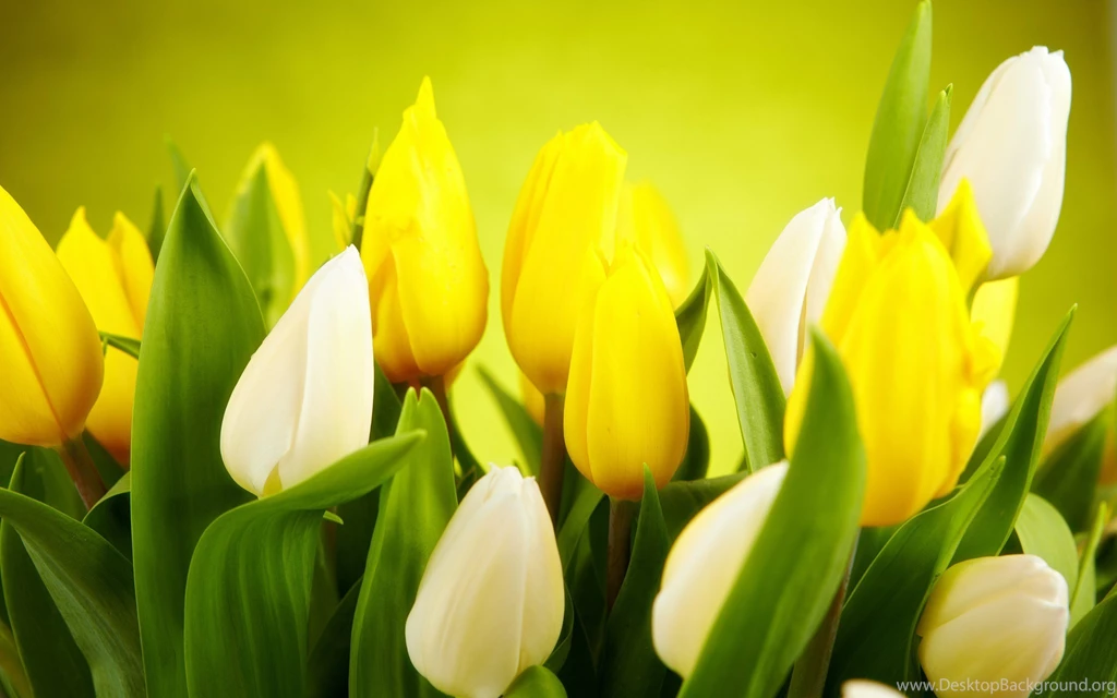 Yellow Wallpapers