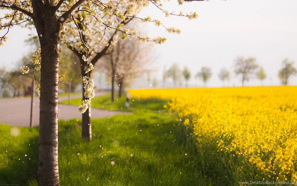 Beautiful Yellow Flowers And Trees Wallpapers   2560x1600   859256