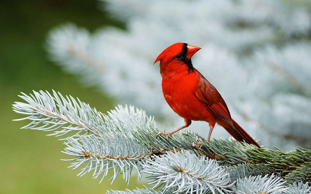 Birds Archives HD Wallpapers Source