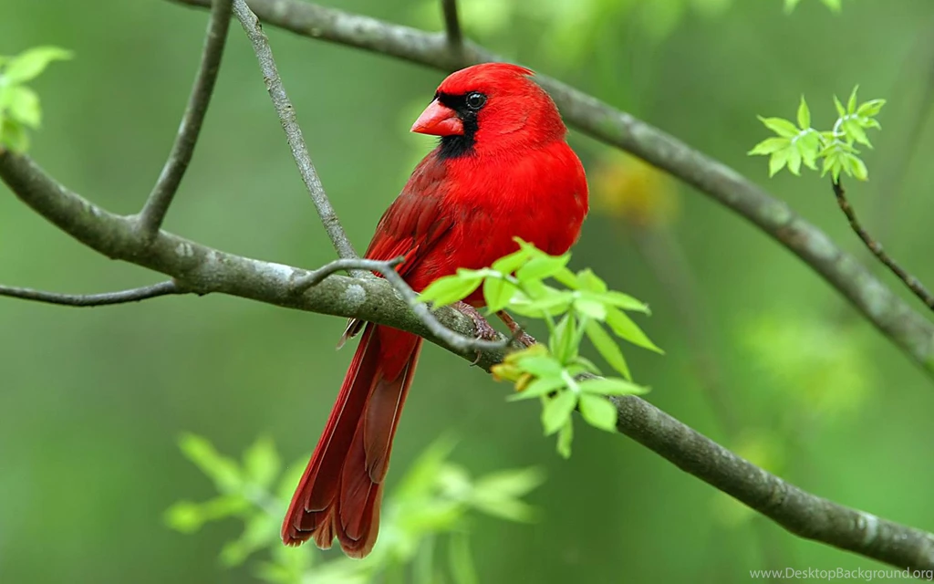 Cardinal Wallpapers