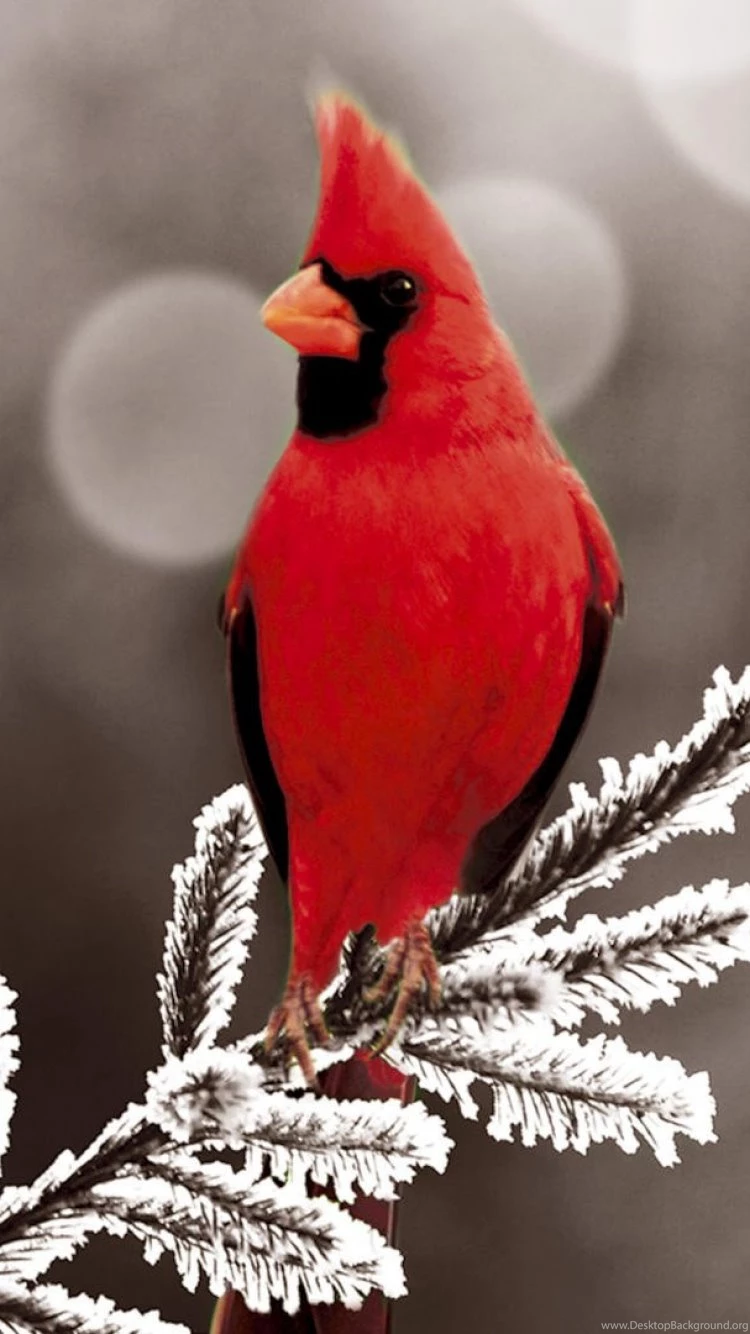 Download Wallpapers 750x1334 Cardinal Red, Branch, Bird iPhone 6 HD ...
