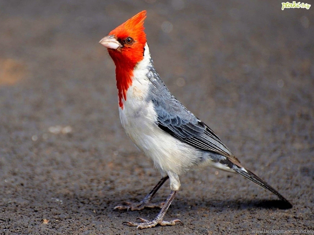Nature Birds Cardinal Wallpapers