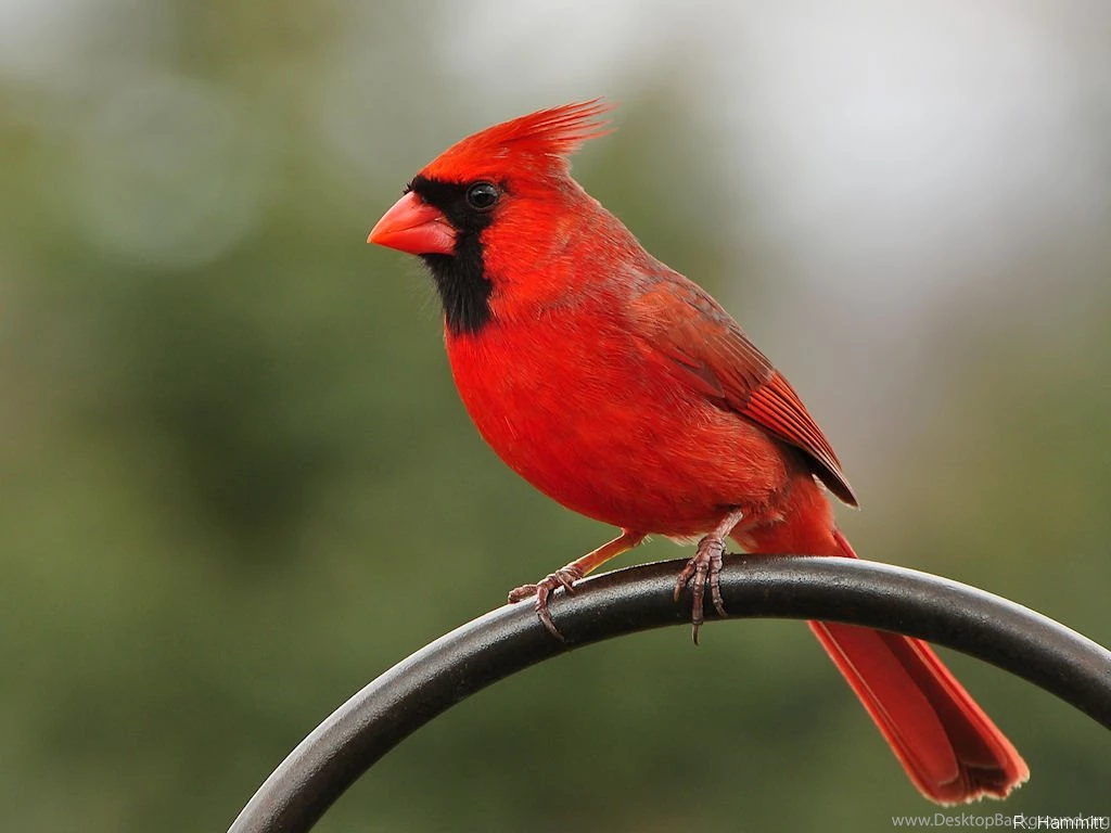 Cardinal Bird 2667x2000px