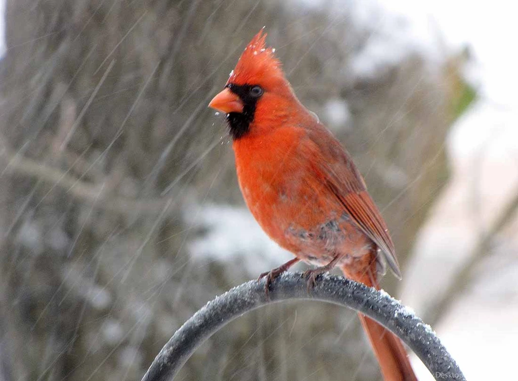 Cardinal Bird Quotes. QuotesGram