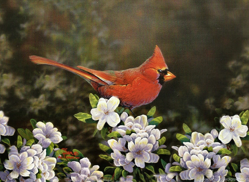 Cardinal Spring F1 Painting Bird Animal Avian Wildlife Art Artwork ...