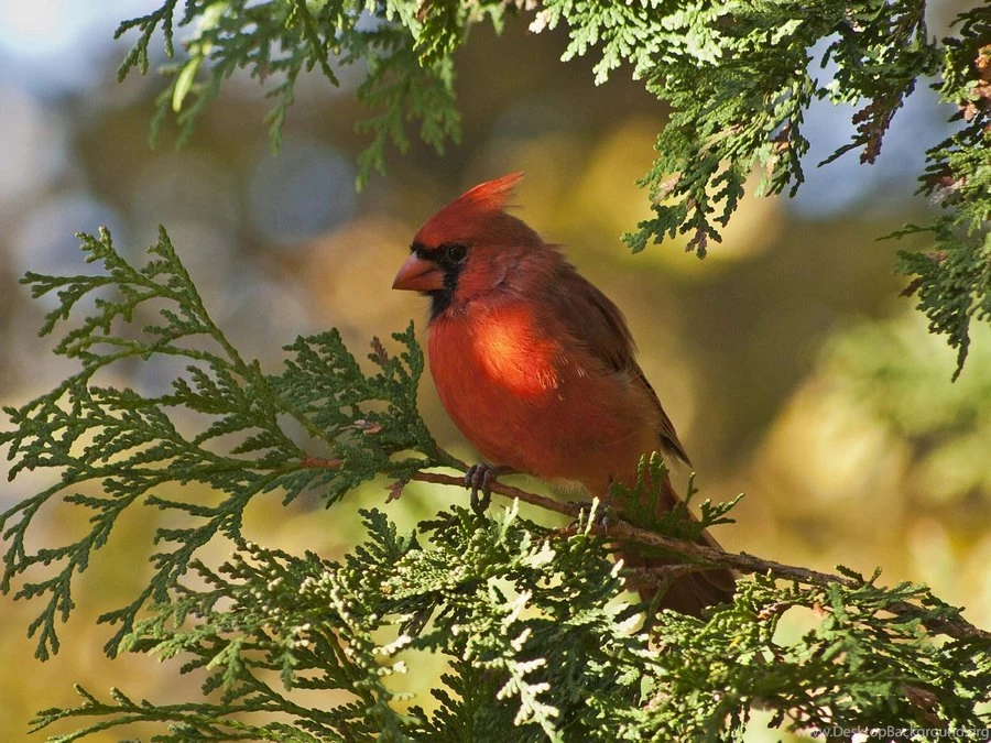 Cardinal In Cedar Wallpapers By MichelLalonde On DeviantArt