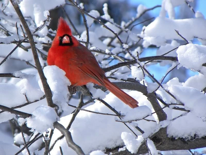 Birds Red White Cardinal Tree Snow Bird Free Download Wallpapers ...