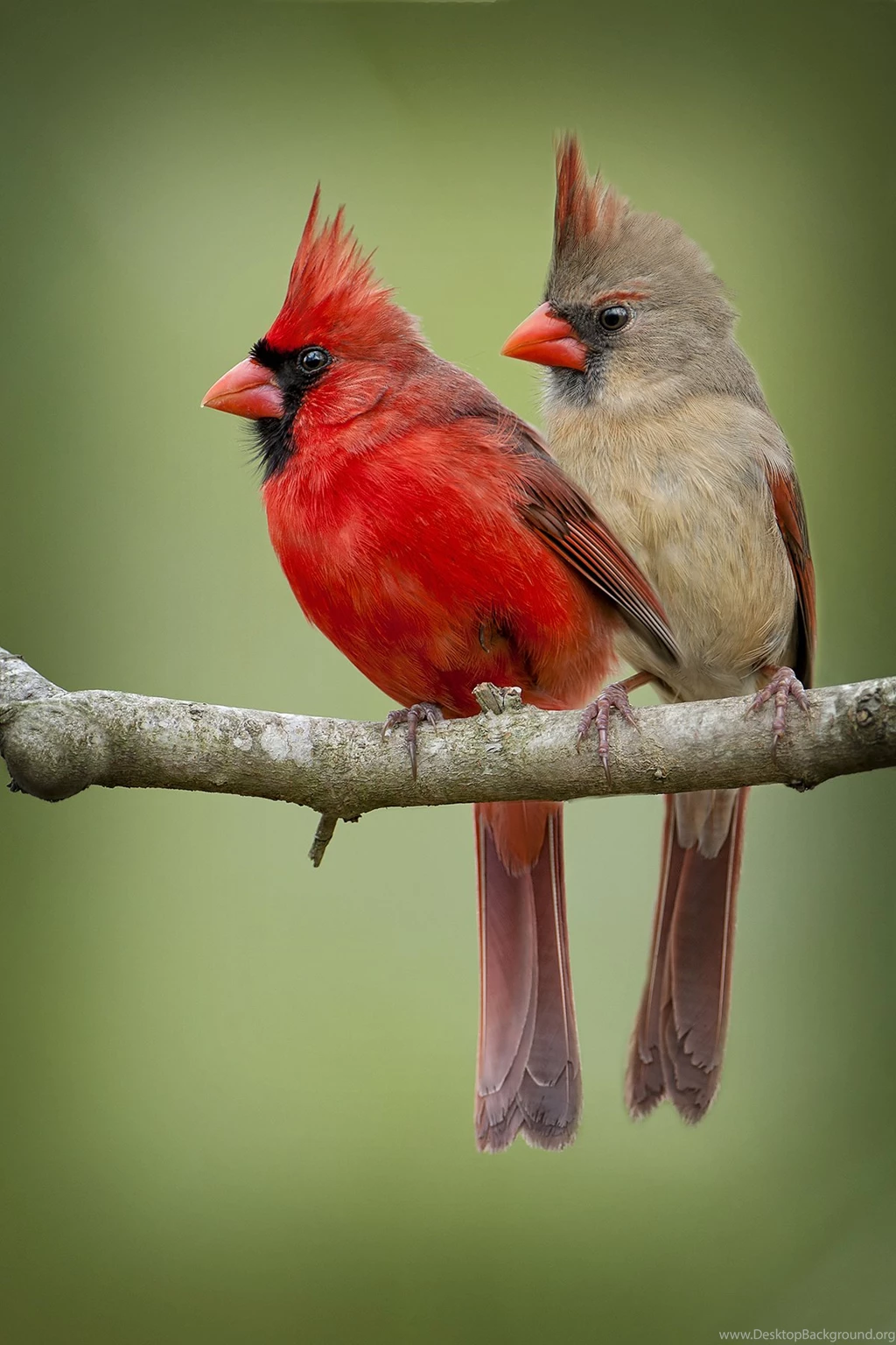 274x300px Mobile Cardinal Bird Wallpapers 18.53 KB