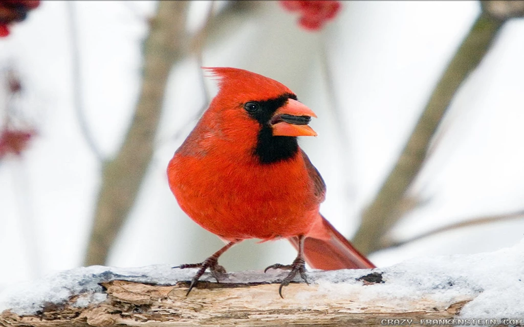 Christmas Bird Count Wallpapers Crazy Frankenstein