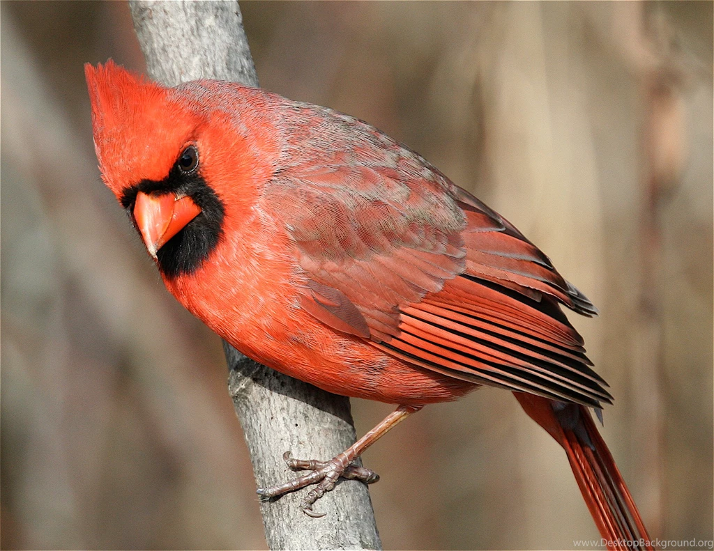 Download Birds Cardinal Wallpapers 2221x1716