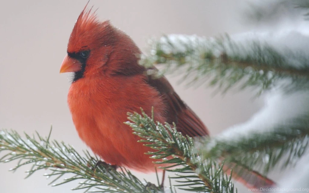 Cardinal Bird