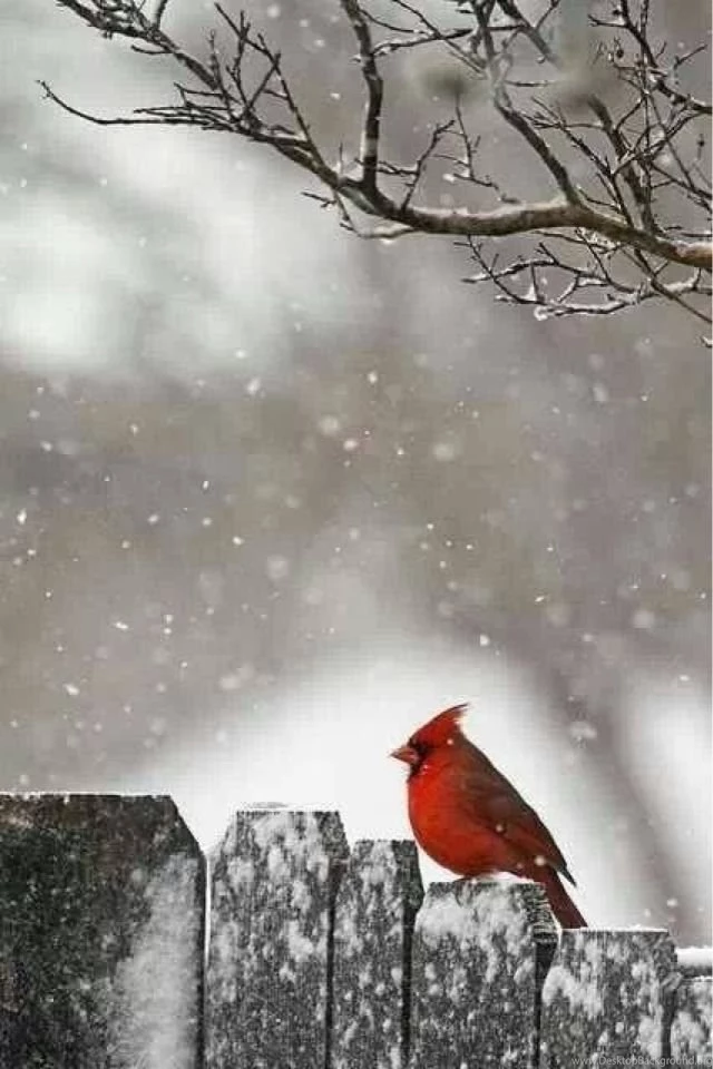 CARDINALS On Pinterest