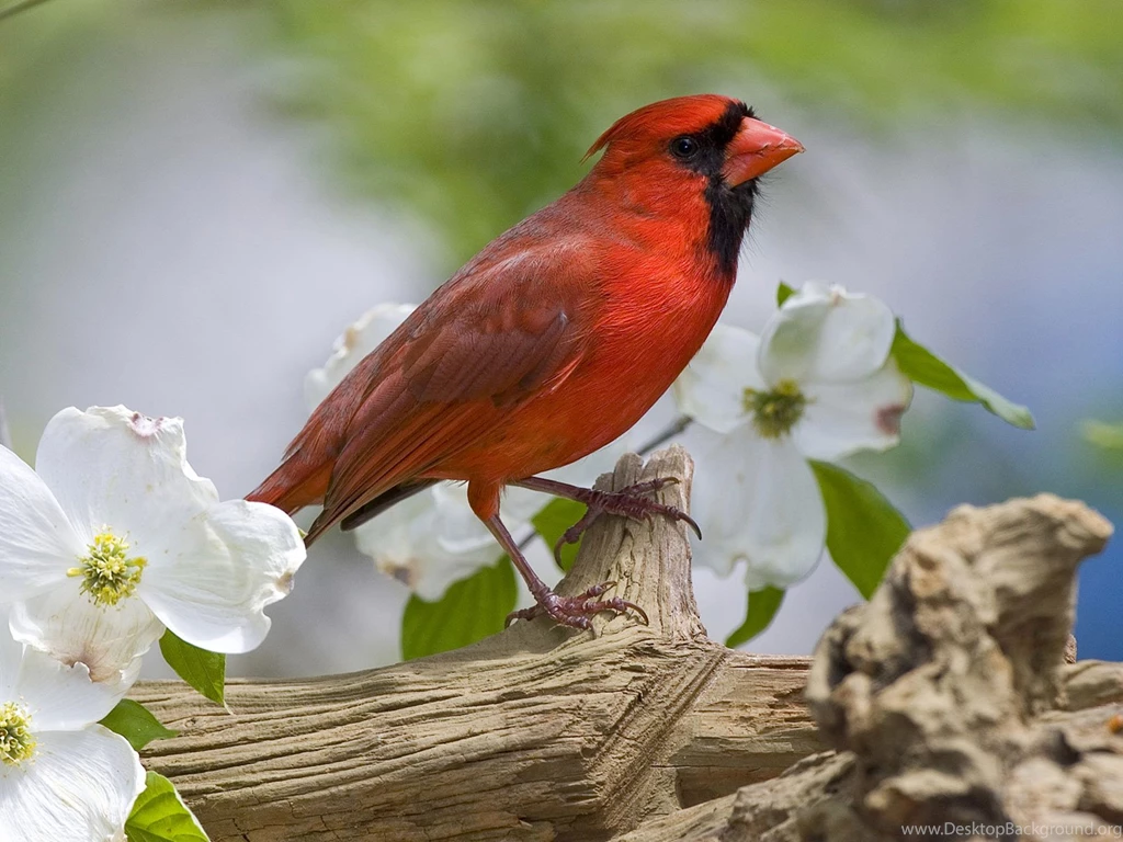 Cardinal Bird. Cardinal Bird Wallpapers Desktop. 1600x1200px