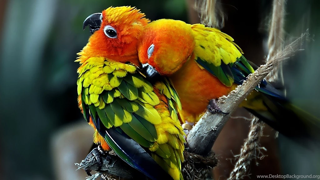 Beautiful Birds HD Wallpapers 2015   Etc FN
