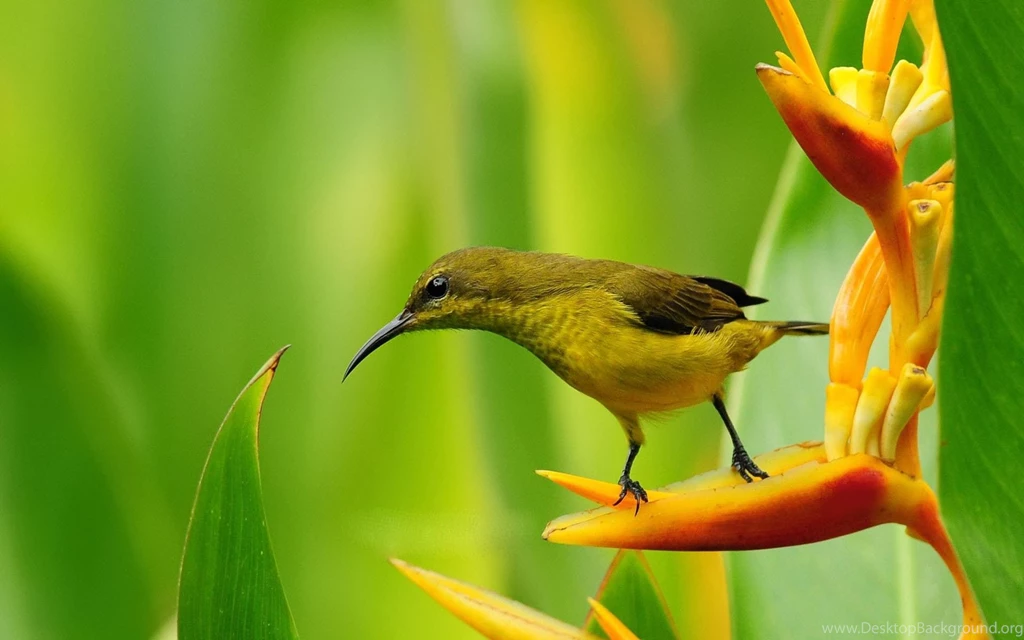 Bird Wallpapers HD