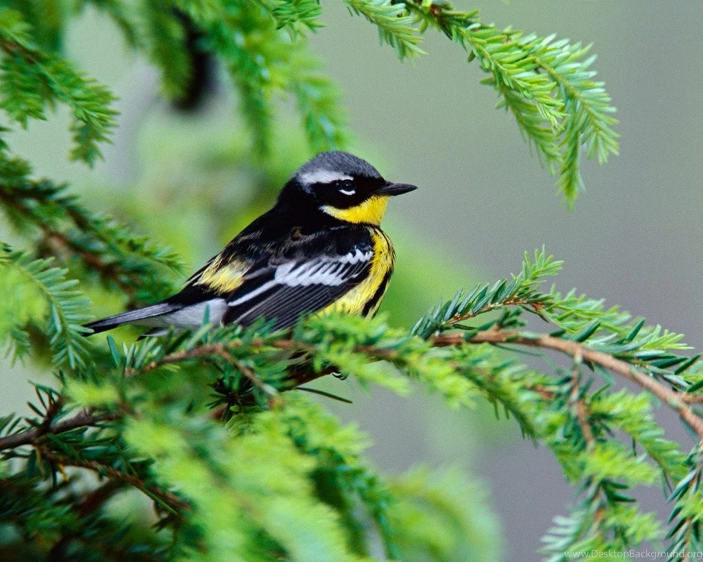 Beautiful Birds HD Wallpapers 2015   Etc FN