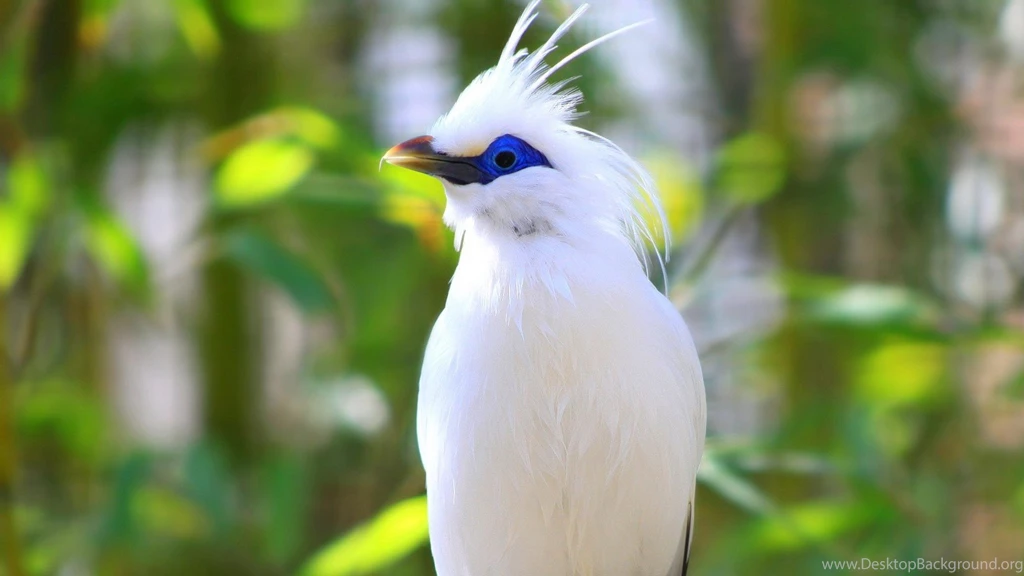 Birds Backgrounds Free Download