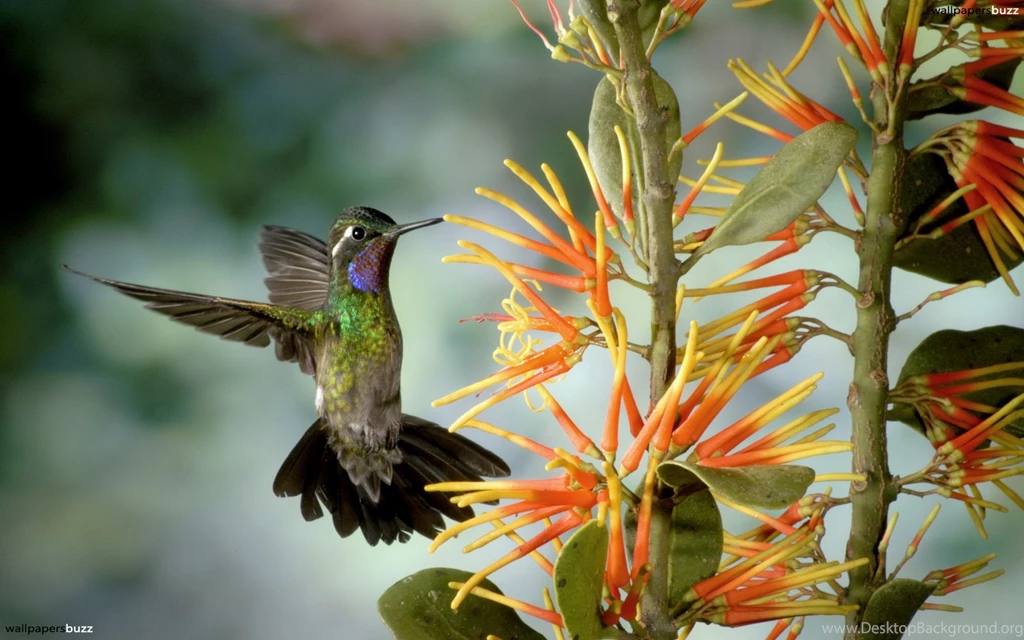 Flying Bird Wallpapers