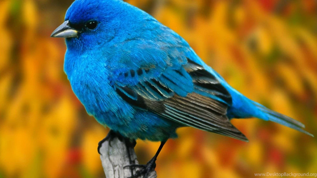 Fancy Birds HD Wallpapers HD Wallpapers Inx