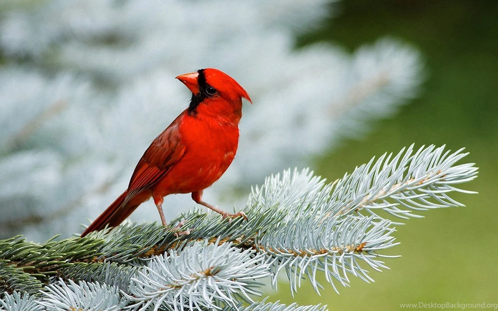 Red Bird Wallpapers Beautiful 4606 Hd Wallpapers