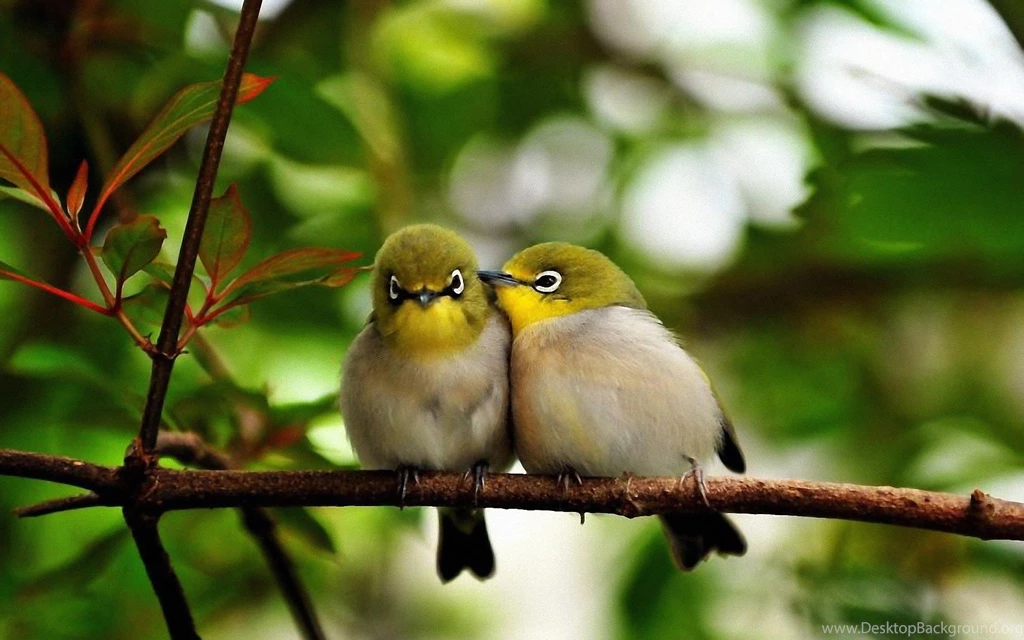 High Quality Adorable Pictures Of Birds Wallpapers