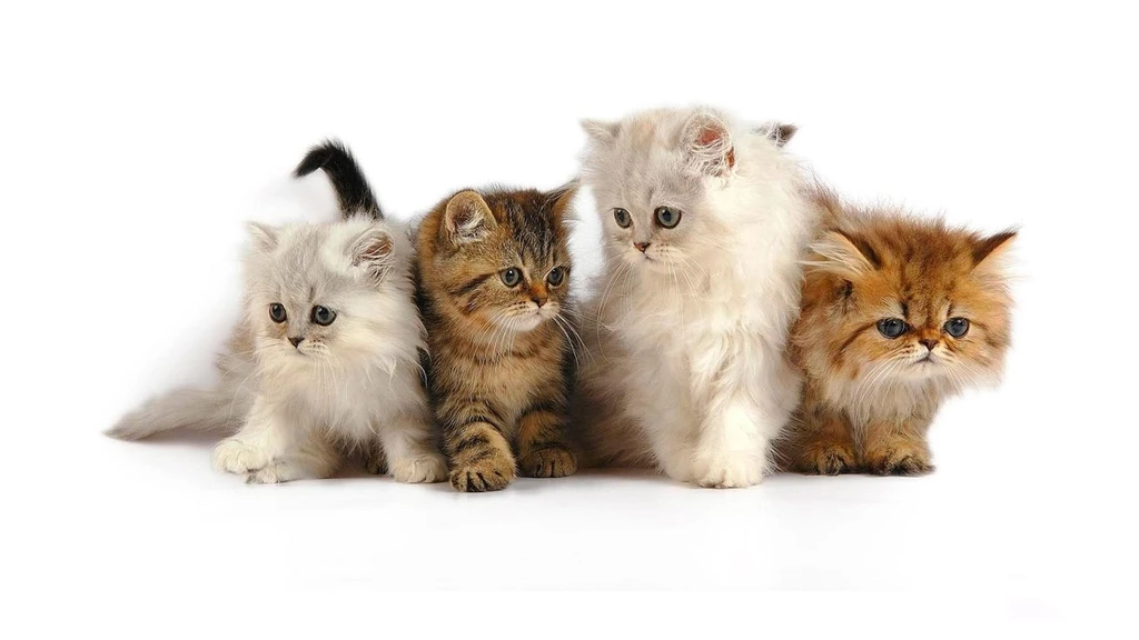 Cute Cat Wallpapers