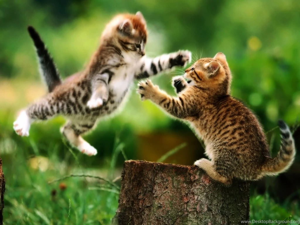 Funny And Cute Cat Pictures 30 Desktop Backgrounds Funnypicture.org