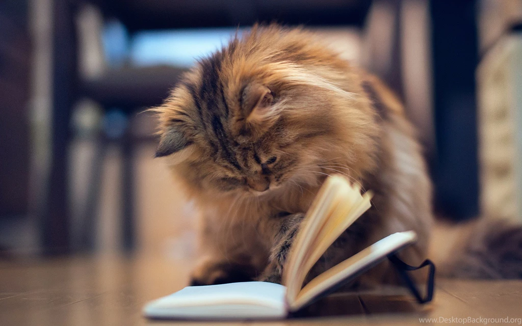 Animals, Cute, Cat, Animal Photos, Bokeh, Hd Wallpaper, Mood