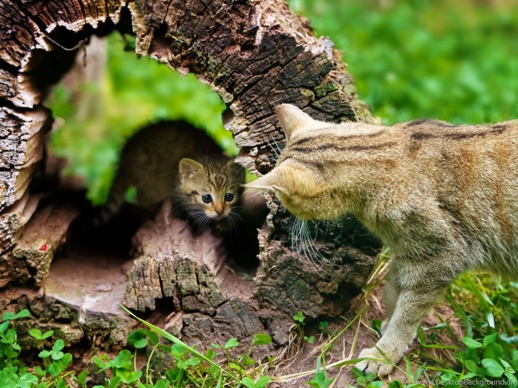 Cats: Cute Cats Log Animals Pet Cat Backgrounds Pictures For HD 16 ...