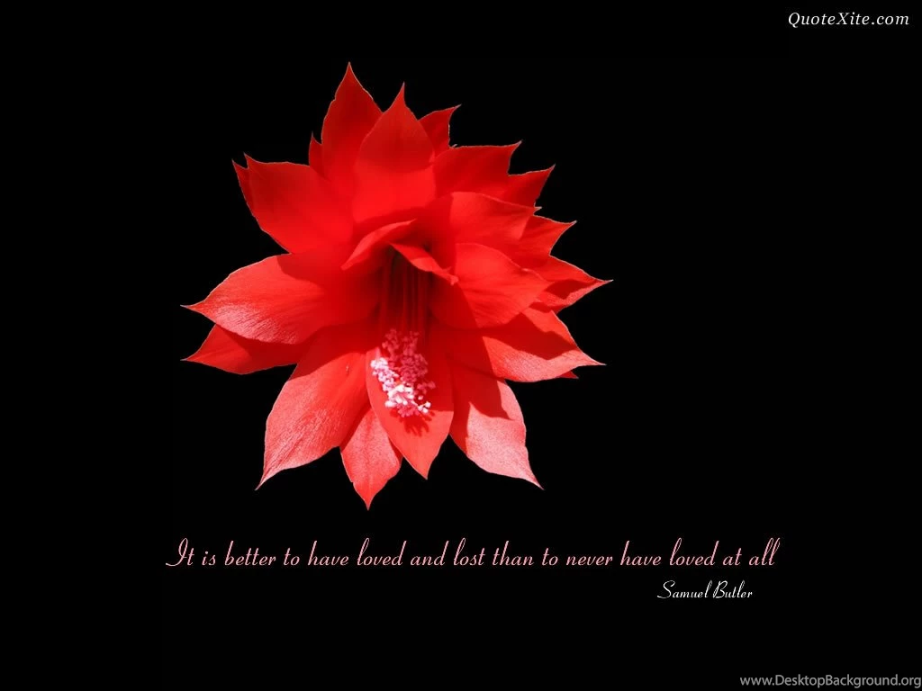 Love Quotes Image Wallpapers