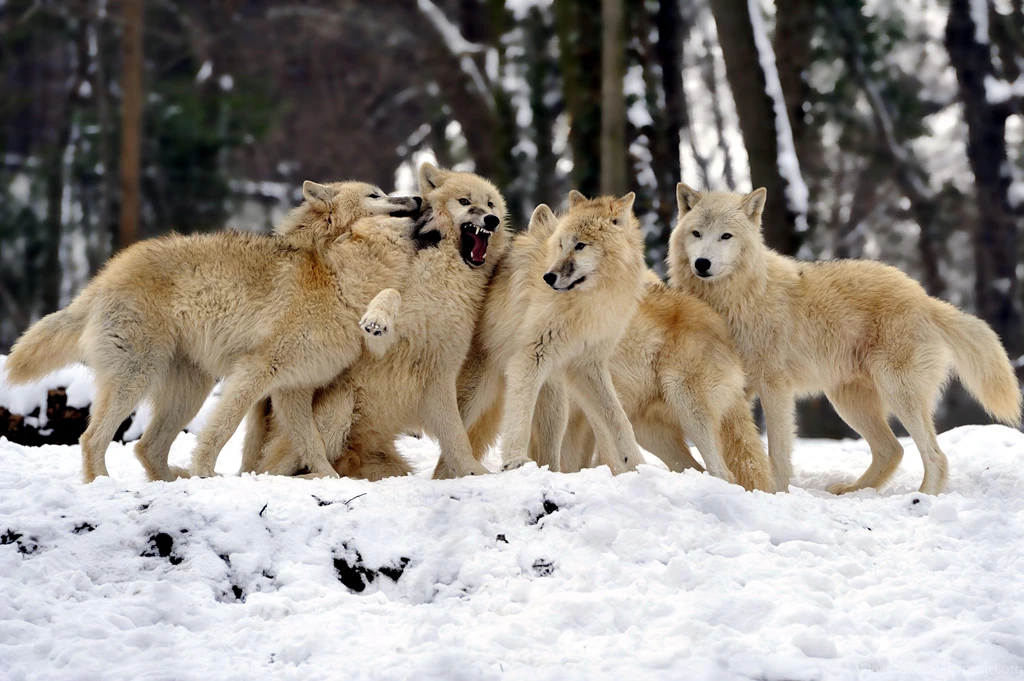 WHITE WOLFPACK WALLPAPER (