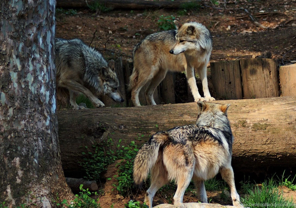 Other: Wolves Walking Tree Stump Wolfpack Anmals Nature Wild Wolf ...