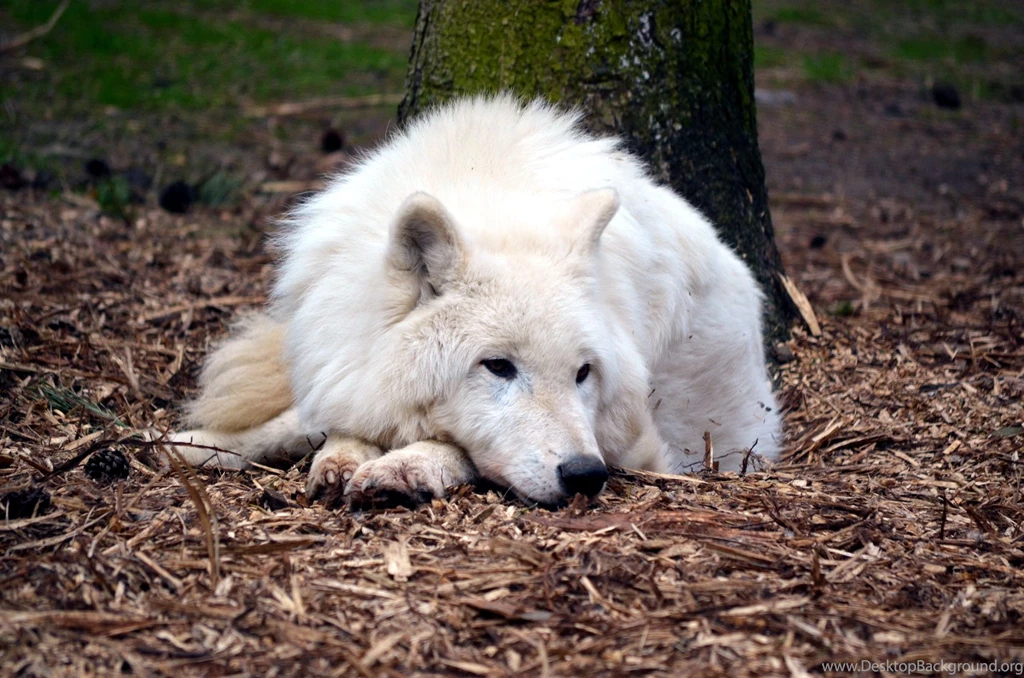 Other: Arctic Wolf Canadian Predator Resting Nature Wolfpack High ...