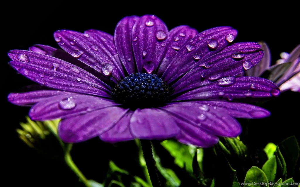 High Resolution Colorful Flower Desktop Wallpapers HD 7 Full Size ...
