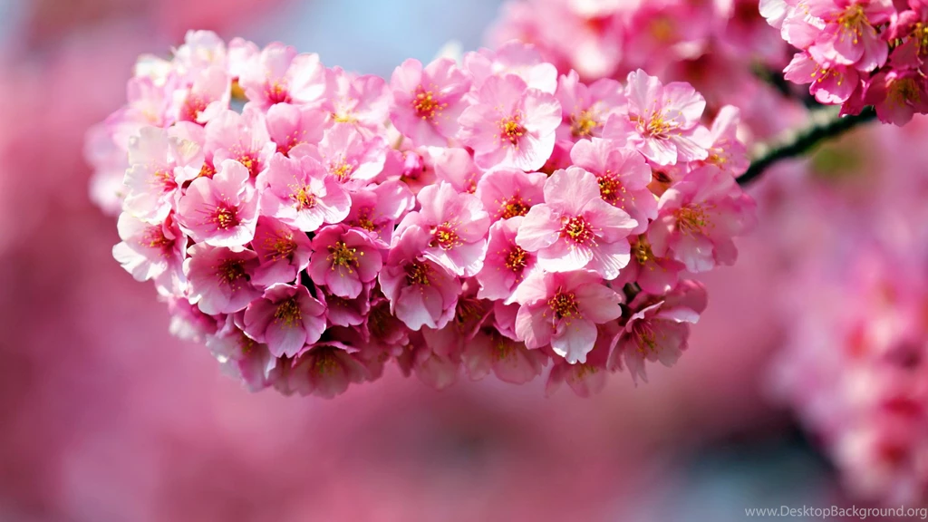Desktop Wallpapers Flowers Rose Wallpaper.
