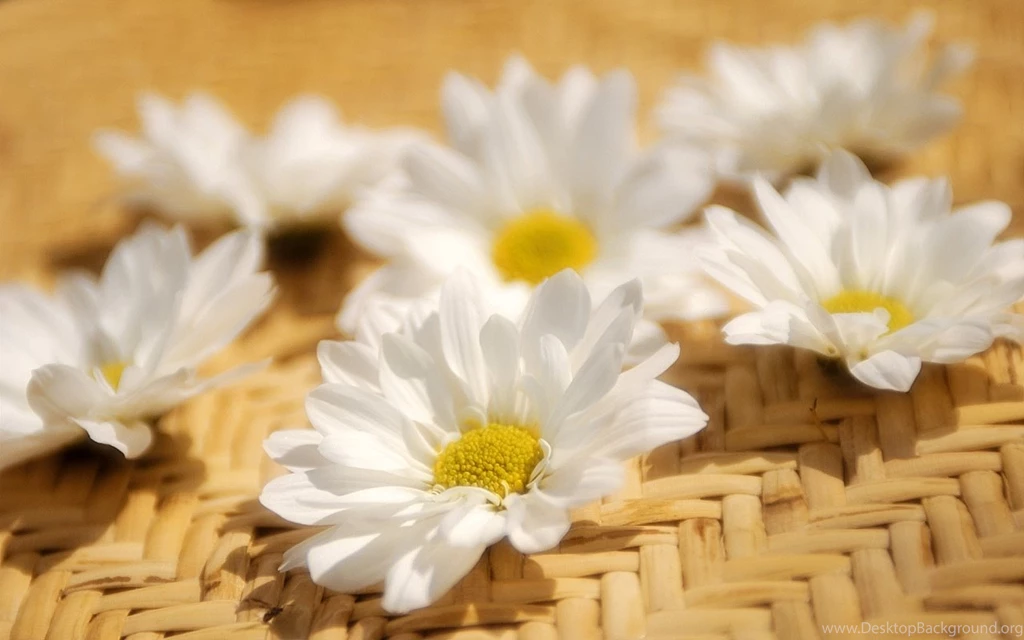 Hd 1280x800 White Flowers Desktop Wallpaper Backgrounds