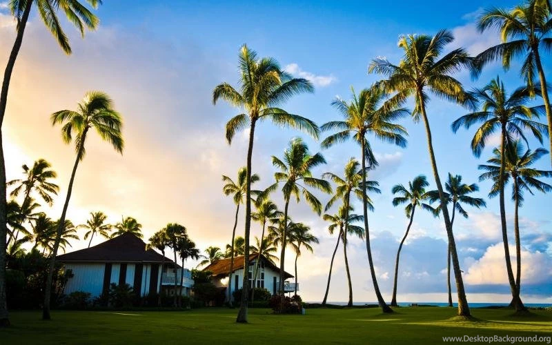 Hawaii, Kauai, Beautiful Scenery, Palm Tree, Summer, House ...
