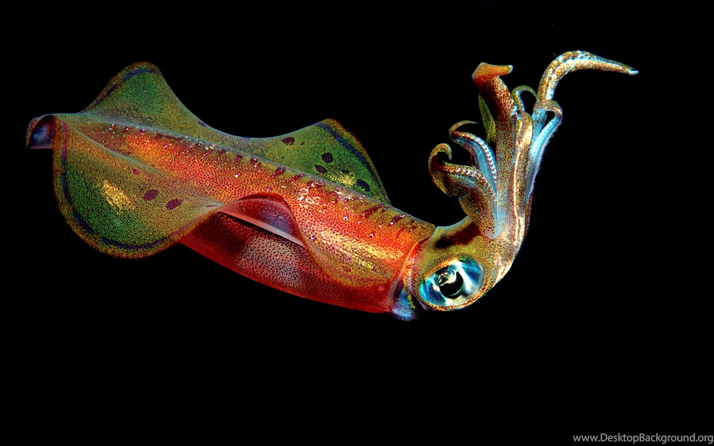 Really Amazing Animals Wallpapers Really Amazing Animals ...