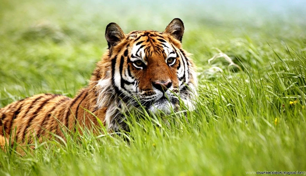 Amazing Animals Pics Wallpapers