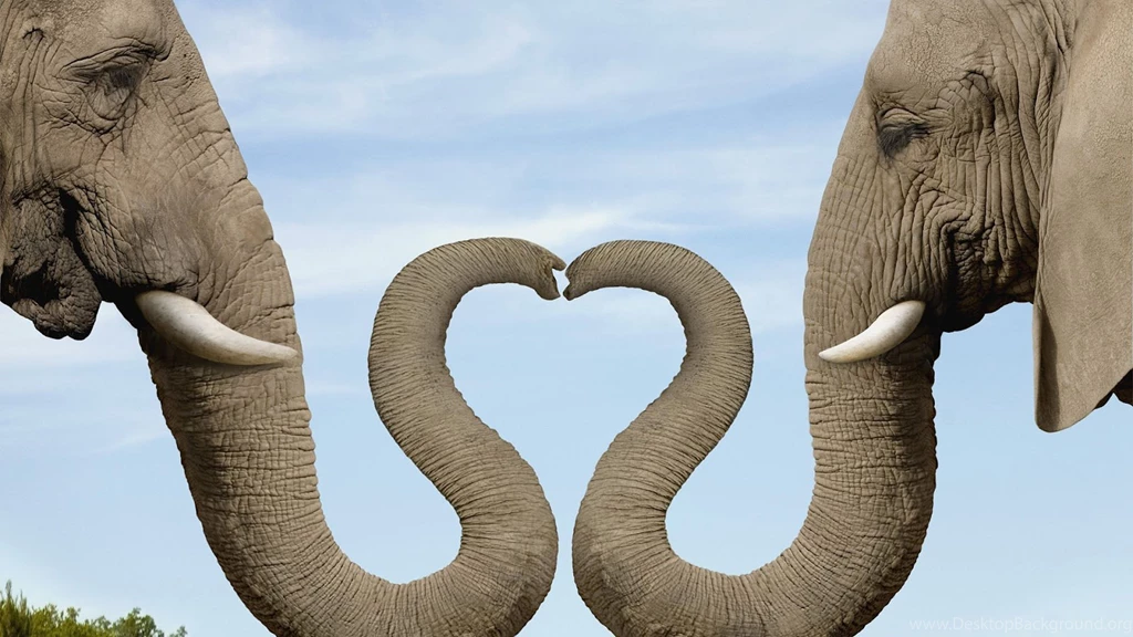 Elephant Animal Make Amazing Love Symbol Hd Wallpaper Backgrounds ...